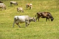 Herd of cows on alpine pasture, Cainallo Alp, Italy