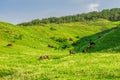 Herd of cows on a green lush meadow grazing in the mountains of Armenia Royalty Free Stock Photo