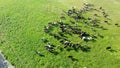 Herd of cows on a green meadow on a pasture near the river Royalty Free Stock Photo