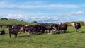 A herd of cows on a green pasture of a dairy farm in Ireland. A green grass field and cattle under a blue sky. Agricultural Royalty Free Stock Photo