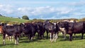 A herd of cows on a green pasture of a dairy farm in Ireland. A green grass field and cattle under a blue sky. Agricultural Royalty Free Stock Photo