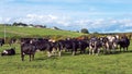 A herd of cows on a green pasture of a dairy farm in Ireland. A green grass field and cattle under a blue sky. Agricultural Royalty Free Stock Photo