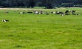 The herd of cows has a rest on a green spring meadow