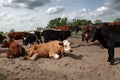 A herd of cows Royalty Free Stock Photo