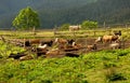 Herd of cows having rest Royalty Free Stock Photo