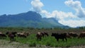 Herd of cows herding on a green meadow in ecological nature area in the mountains. mountain range against clear blue sky Royalty Free Stock Photo