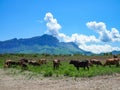 Herd of cows herding on a green meadow in ecological nature area in the mountains. mountain range against clear blue sky Royalty Free Stock Photo