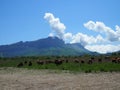 Herd of cows herding on a green meadow in ecological nature area in the mountains. mountain range against clear blue sky