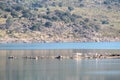 A herd of cows and a heron rest in the delta of a lake