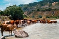 A herd of cows with horns, near the river, in the summer Royalty Free Stock Photo