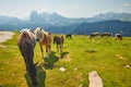 Herd of cows and horses on a green pasture surrounded by high rocky mountains Royalty Free Stock Photo