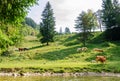 A herd of cows and horses on a pasture near river Radovna Valley in Slovenia.