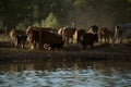 A herd of cows, horses and sheep with a shepherd came to the shore of the lake to drink