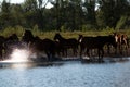 A herd of cows, horses and sheep with a shepherd came to the shore of the lake to drink