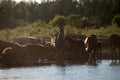 A herd of cows, horses and sheep with a shepherd came to the shore of the lake to drink