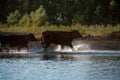 A herd of cows, horses and sheep with a shepherd came to the shore of the lake to drink