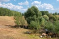 A herd of cows hides in the shade of trees