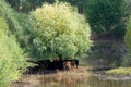 Herd of cows under a tree Royalty Free Stock Photo