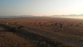 Herd of cows on the idylic valley.