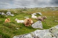 Herd of cows laying on a grass field. Blue cloudy sky. Agriculture industry. West of Ireland. Picturesque scenery. Irish landscape Royalty Free Stock Photo
