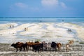 Herd of cows leisurely strolling along a golden sandy beach with blue sky in the background Royalty Free Stock Photo