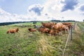 Herd of cows looking at camera and pasture on beautiful green mountain meadow, summer day copy space Royalty Free Stock Photo