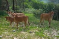 Herd of cows looking for food near the beach at grass field Royalty Free Stock Photo