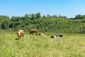 Herd of cows on a lush green pasture. Behind the meadow is a small forest Royalty Free Stock Photo