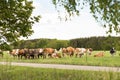 Herd of cows on a lush green pasture or meadow Royalty Free Stock Photo