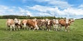 Herd of cows on a lush green pasture or meadow Royalty Free Stock Photo