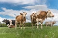 Herd of cows on a lush green pasture or meadow Royalty Free Stock Photo