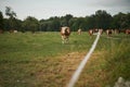 Herd of cows on a lush green pasture meadow Royalty Free Stock Photo