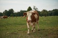 Herd of cows on a lush green pasture meadow Royalty Free Stock Photo