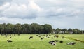 Herd of cows lying down and grazing on a meadow in flat dutch landscape with trees at the horizon Royalty Free Stock Photo