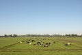 Herd of cows lying down on a meadow in flat dutch landscape. Royalty Free Stock Photo