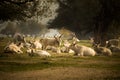 Herd of cows lying relaxed on a wild meadow.