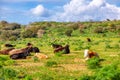 Herd of cows lying and resting on a green meadow field Royalty Free Stock Photo