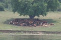 A Herd Of Cows Lying In The Shade Under A Tree After Grazing. Landscape With Cows On A Meadow Near By Lake. No Post Process, No Sh