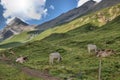 Herd of cows on a meadow at the Albulapass in Switzerland 12.8.2020 Royalty Free Stock Photo