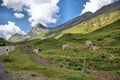 Herd of cows on a meadow at the Albulapass in Switzerland 12.8.2020 Royalty Free Stock Photo