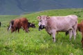 herd of cows in a meadow in a beautiful mountain landscape. livestock grazing on green pasture Royalty Free Stock Photo