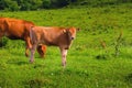 herd of cows in a meadow in a beautiful mountain landscape. livestock grazing on green pasture Royalty Free Stock Photo