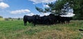 herd of cows in meadow Royalty Free Stock Photo