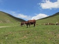 A herd of cows on a meadow in the countryside Royalty Free Stock Photo