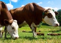 Herd of cows in a meadow