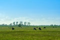 A herd of cows in a meadow in Germany.