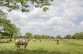 Herd of cows in the meadow Royalty Free Stock Photo