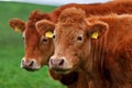 A herd of cows on the meadow lane in the West of Ireland