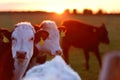 A herd of cows on the meadow lane in the West of Ireland