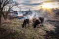 Herd of cows in the middle of dry burning grass